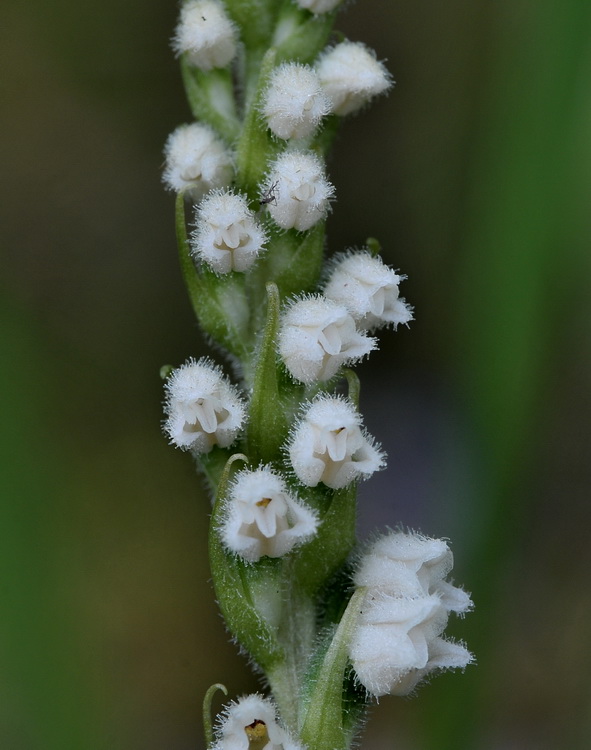 Goodyera repens